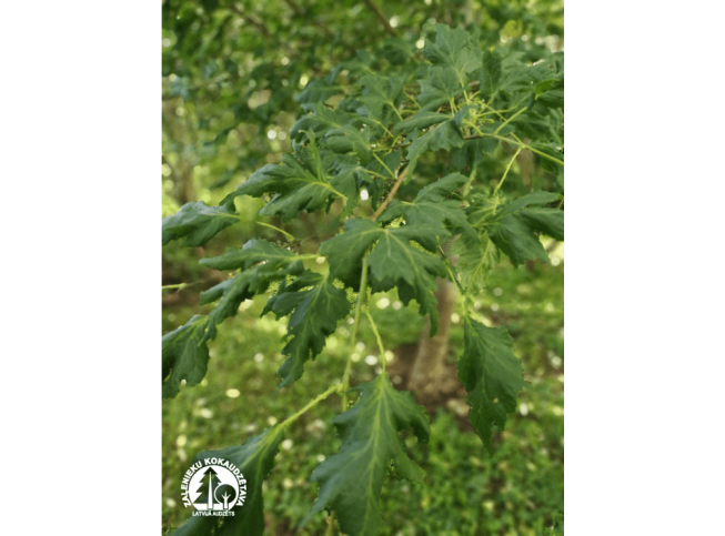 Tilia platyphyllos   'Laciniata'